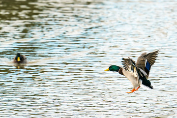 Obraz premium Flying male mallard duck (Anas platyrhynchos) preparing to land on water