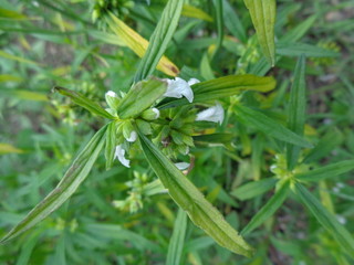 weeds in the nature background