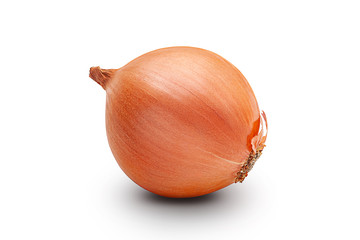 Onion. One fresh organic onion bulbs isolated on a white background.