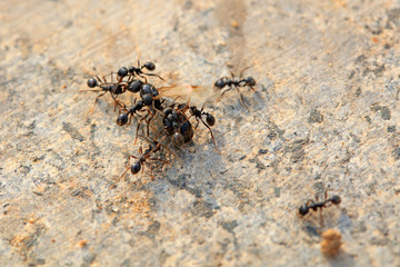 Ants fight each other