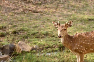 Sub adult spotted deer