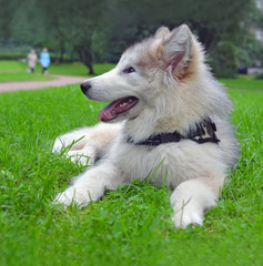 puppy of breed Alaskan Malamute