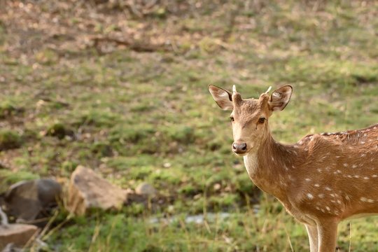 Sub adult spotted deer