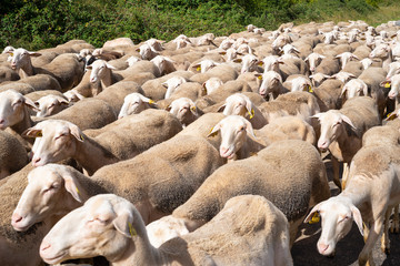 France. Aveyron. Troupeau de brebis sur le Causse du Larzac, pr&egrave;s des caves de Roquefort. flock of sheep on the Causse du Larzac, near the Roquefort cellars.