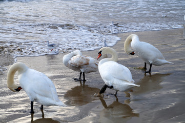 white swans brush feathers in the sea