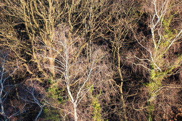 BÄUME VON OBEN . TREES FROM ABOVE