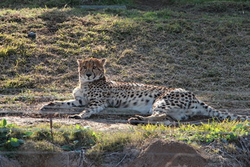 San Diego USA California Cheeta