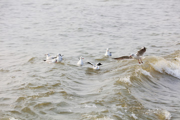 Seagulls flying on the sea