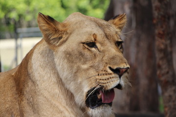 portrait of a lion