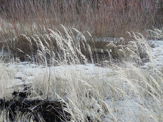 dry grass against the background of a winter shrub