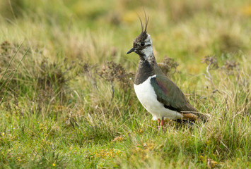 Lapwing, adult Northern Lapwing in Springtime. Stood in natural grouse moor habitat.  Facing left.  Horizontal.  Space for copy.