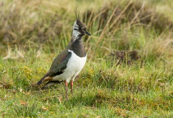 Lapwing. Common or Northern lapwing during the breeding season.  Facing right in natural grousemoor habitat.  Horizontal.  Space for copy.