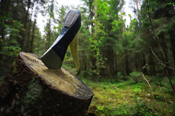 Male worker with an ax chopping a tree in the forest.