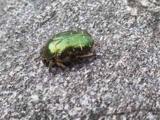 Beetle