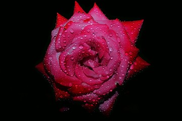 Rose with drops of water 