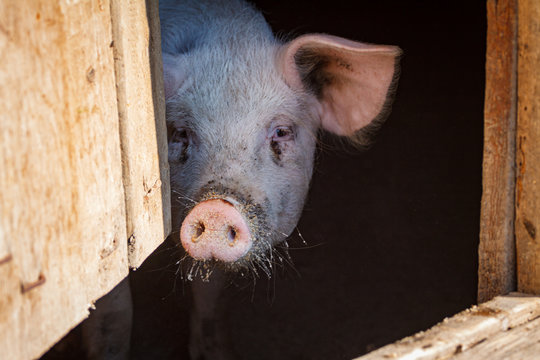 A piglet with a pink nose, a piglet peeps out of a house on a pig farm waiting for food for the holiday