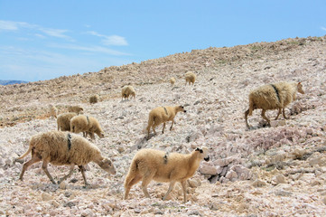 sheep while hiking near Baska, island Krk, Croatia