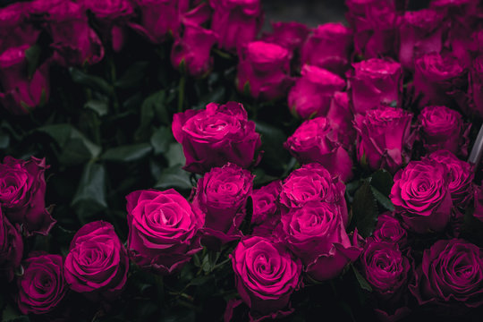 Hot Pink Roses Backgrounds red and pink roses HD phone wallpaper  Pxfuel