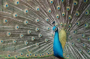 Fotobehang Wild iridescent blue peacock in southern Florida © bradfordhines