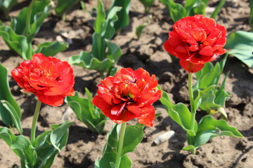 red flowers