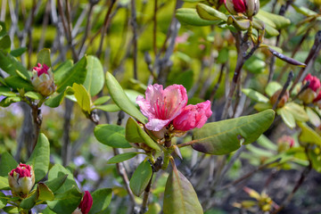 pink rhododendron in the garden, beautiful pink flowers and buds on branches, close up