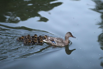 duck with small ducks