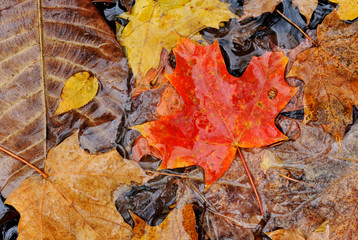 Autumn leaves floating on pond surface with ladybug