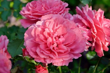Delightful pink roses in the sunny garden close-up