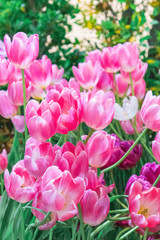 Pink and white tulips dynasty flowers use to be design to wallpaper or card