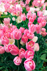 Pink and white tulips dynasty flowers use to be design to wallpaper or card