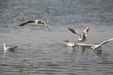 pelicans in flight