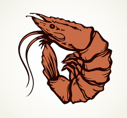 Big shrimp. Vector sketch drawing