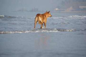 Fototapeta na wymiar lonely dog walking away. dog walking along the seashore