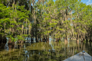 View from boat on the swamps at Lake Martin