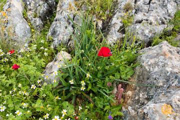 a field with pebbles and wild flowers such as poppy and daisies