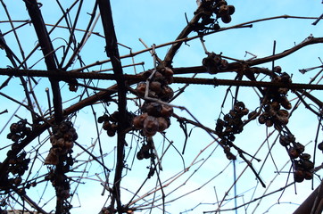 grapes on the vine in winter