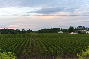 Fototapeta na wymiar Vineyards at dawn in the wine regions of Bordeaux