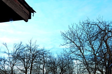 background image of blue sky and trees in winter