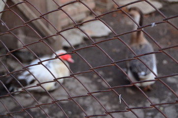 white and gray goose on a farm