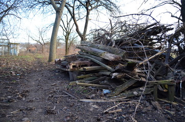 pile of logs in the forest