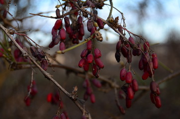 red berries on a branch