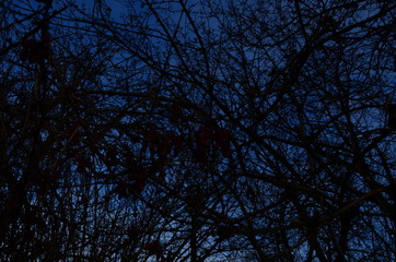 background with branches of tree