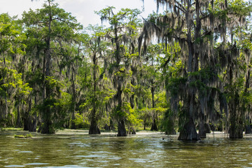 Spanish moss on cypress trees in Lake Martin - 316397801