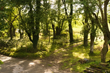 Late summer forest with a path and sunshine breaking through the trees
