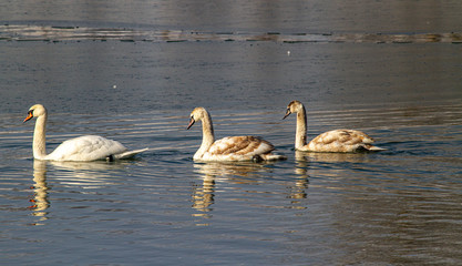  Swan on the Olt river in Romania