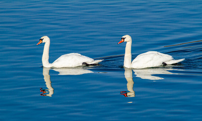  Swan on the Olt river in Romania