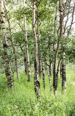 Aspen trees in Nederland, Colorado
