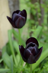 tulipani neri