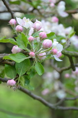 ramo di fiori da frutto