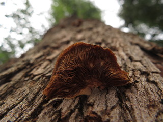 Fungi on pine tree trunk 